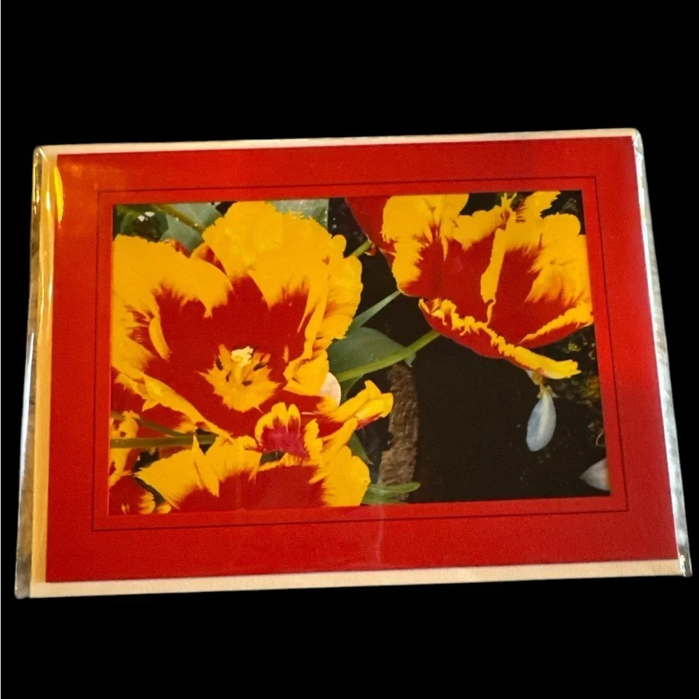 Colorful Floral Greeting Cards Set- Tulips /Original Photography Set of 5
